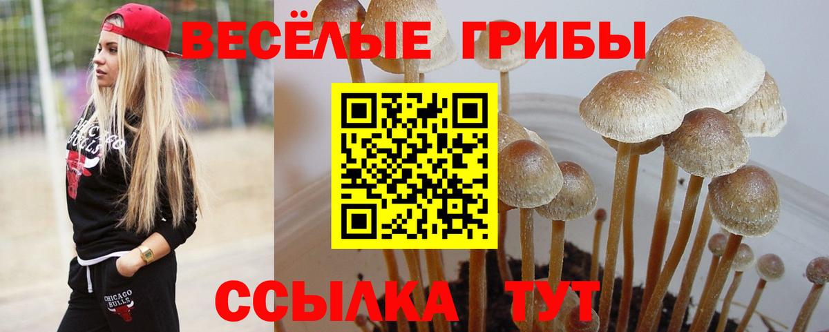 Татарск  наркошоп  Псилоцибиновые грибы GOLDEN TEACHER  Вход с VPN  Псилоцибиновые грибы GOLDEN TEACHER 